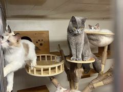 -猫宠乐园·专业洗护