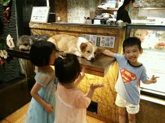 -more than meow吴止猫主题餐厅(承德 中船汇店)