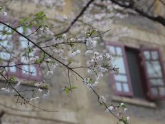 -武汉大学-樱园