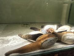 -樱之盛宴·蟹料理海鲜自助(前进大街店)