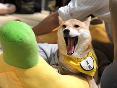 -逗柴咖啡屋·狗咖猫咖宠物桌游