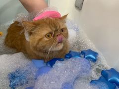 -车接车送·寄养洗护·德文猫舍(大宁店)