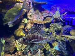 -上海海洋水族馆