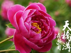 DSC06257-丹东天桥沟景区