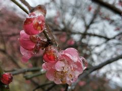 -湖南嵩云山国家森林公园