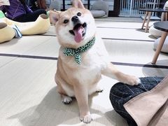 -逗柴咖啡屋·狗咖猫咖宠物桌游