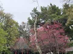 -柳侯公园