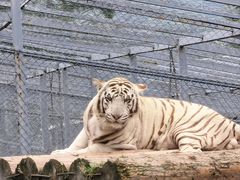 -横道河子东北虎林园