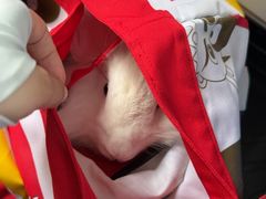 -北京观赏动物医院·24小时大型综合·猫专科·异宠专科