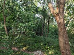 -上海佘山国家森林公园天马山园