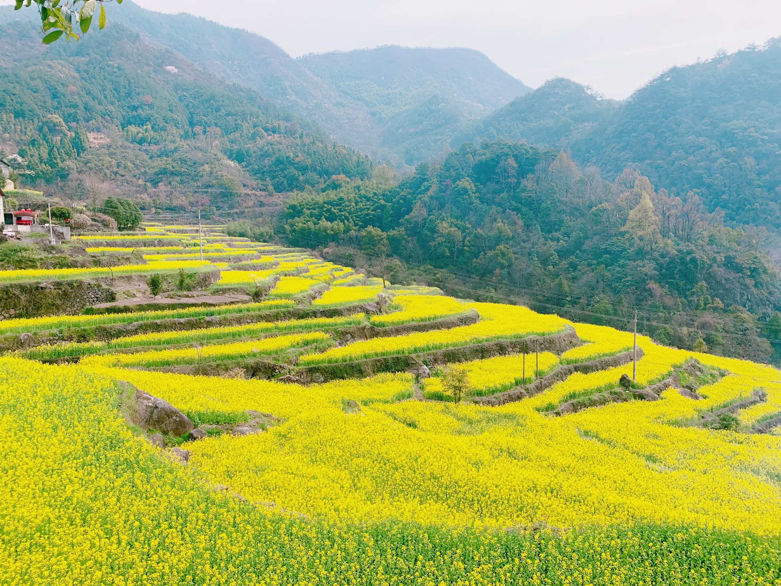 高要梯田油菜花图片