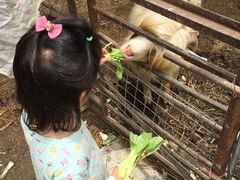 -小鱼草莓采摘园农家乐·小鱼餐厅