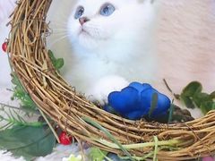 -十年猫舍·猫咪专门店(普陀店)