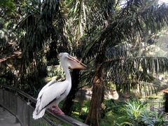 -新加坡飞禽公园