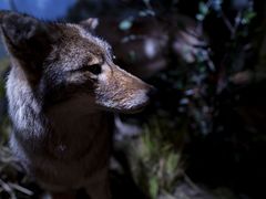 -陕西自然博物馆