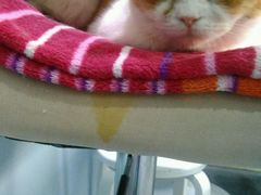 -喵的天空名猫咖啡馆·撸猫·猫舍·用品