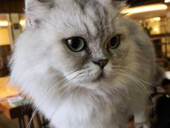 -more than meow吴止猫主题餐厅(承德 中船汇店)