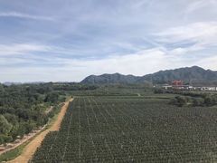-北京张裕爱斐堡酒庄