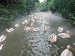 -广州长隆飞鸟乐园