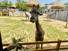 -西霞口神雕山野生动物世界