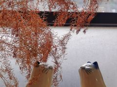 -猫里有甜