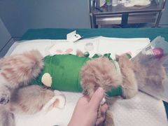 -美联众合宠物医院·爱萌分院·内外科·猫科中心