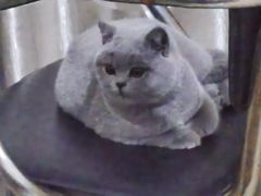 -宠颐生汉谟拉比宠物医院
