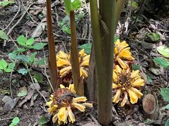 -高黎贡山自然公园