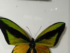 -上海昆虫博物馆