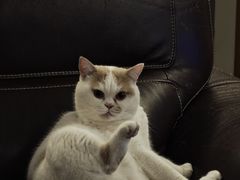 -瑞鹏宠物医院·骨科·猫科·内科(第一中心)