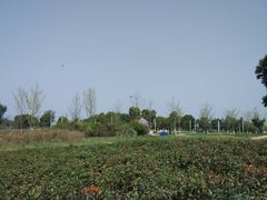 -九里河湿地公园