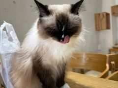 -藏猫猫咖啡主题馆(中央大道店)