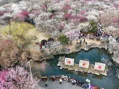 -香雪海