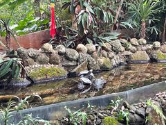 -海南热带野生动植物园