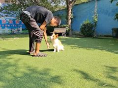 -宠物寄养训练学校