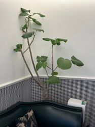-Fancy梵汐·轻奢量肤定制