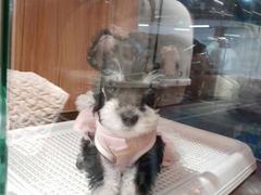-FAELING PETS美天灵宠物(富力广场店)