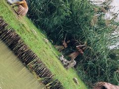 -泗洪洪泽湖湿地景区