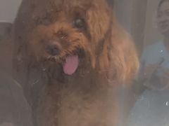 -艾贝尔宠物医院 ·中兽医·宠保定点(北门桥店)