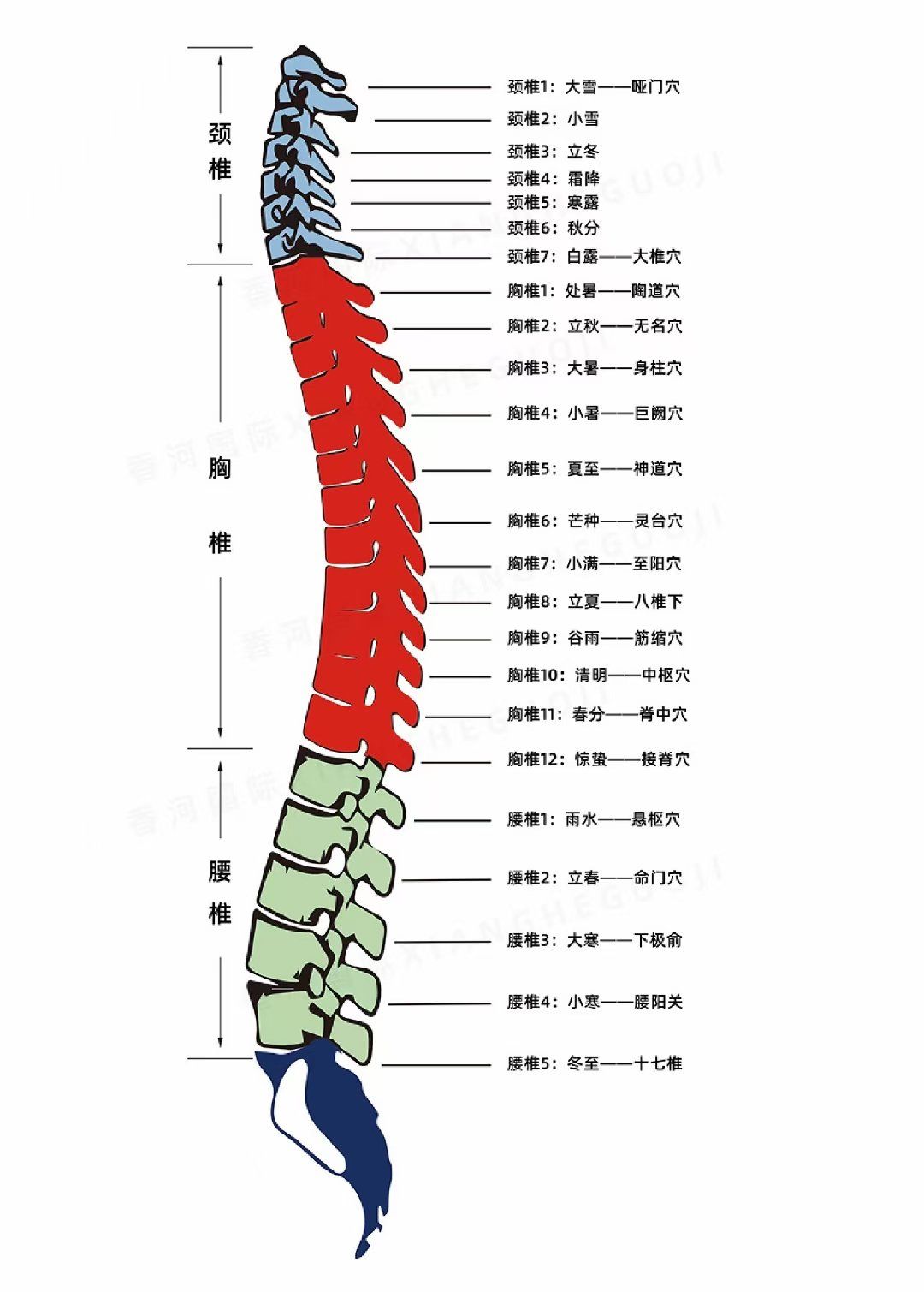 n二十四节气对应二十四节脊椎,脊椎是人与自然高度合一的体现