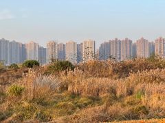 -洋湖国家湿地公园