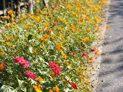 -前小桔亲子创意农场·草莓采摘·露营烧烤