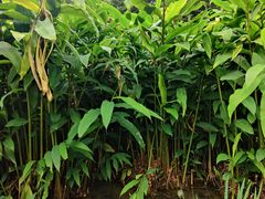 -成都市活水公园