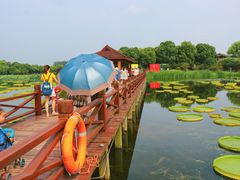 -荷塘月色湿地公园·向阳花洲
