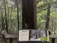 -天目山大树王景区