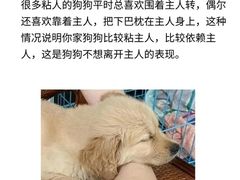 -翊宠yipet猫狗购宠庄园犬舍•猫舍