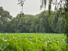 -北陵公园