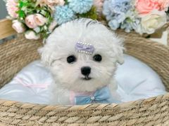 -萌宠之家·腊肠犬·马尔泰·小体犬舍