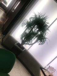 -PE SALON