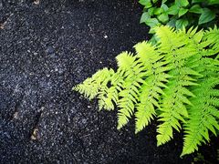 -西双版纳原始森林公园
